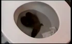 Black girl with curly hair pooping